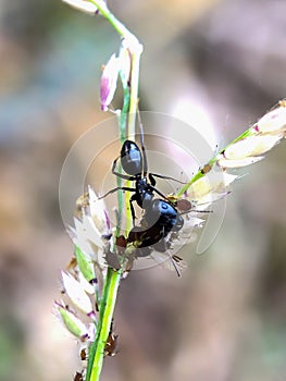 Black ant
