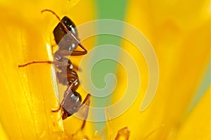 Black ant on a yellow flower