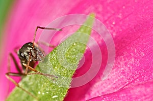 Black ant on a yellow flower