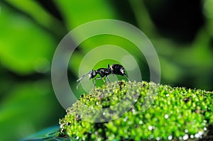 Black Ants