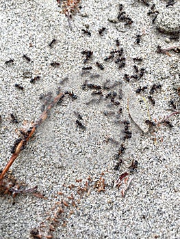 Black ants