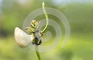 Black ants carry mealybugs and release them on the tops of yardlong bean