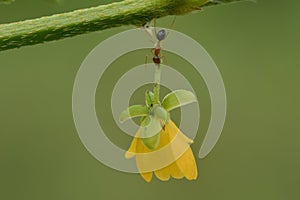 black ants carry yellow flowers