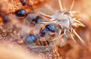 Black ants close up on natural background