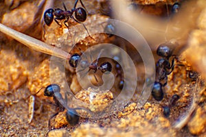 Black ants close up on natural background