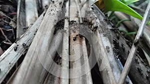 black ants on the dry leaves of coconut tÅ•ee