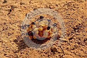 Black ants eating from a berry - Formicidae