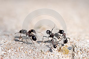 Black ants fight. Warriors for survival
