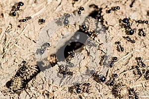 Black ants gathering food