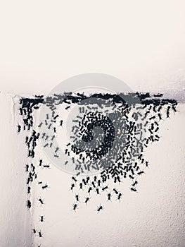 black ants invade a house