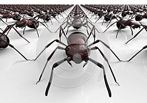 Black ants isolated on a white background