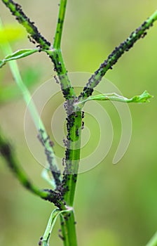 Black ants on the peduncle are covered with larvae of the pest.