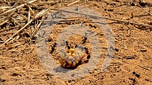 Black ants sitting on a berry - Formicidae