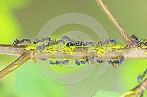 Black ants are taking care aphids