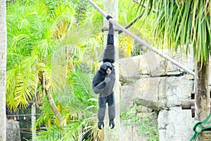 A black ape in zoo