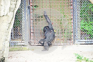 A black ape in zoo