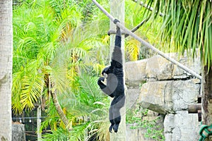 A black ape in zoo