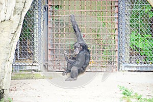 A black ape in zoo