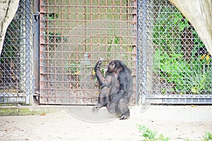 A black ape in zoo