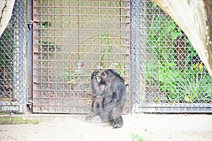 A black ape in zoo