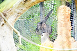 A black ape in zoo