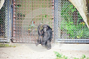 A black ape in zoo