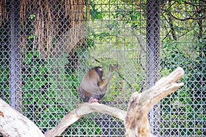 A black ape in zoo