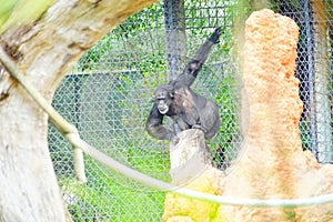 A black ape in zoo