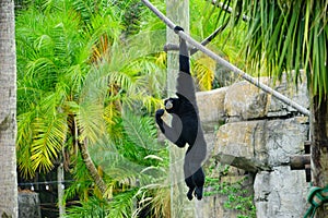 A black ape in zoo