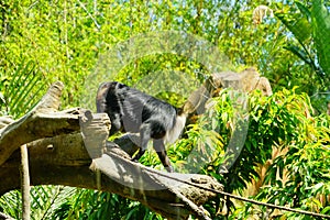 A black ape in zoo