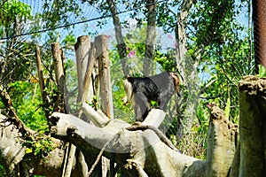 A black ape in zoo