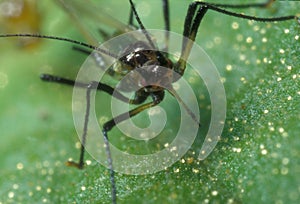 Black aphid photo