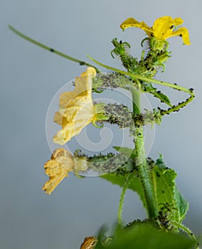 Black aphids on cucumbers. A harmful insect on the plant in the garden. Cucumber and aphid. Infection on the green