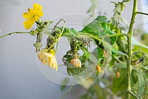 Black aphids on cucumbers. A harmful insect on the plant in the garden. Cucumber and aphid. Infection on the green