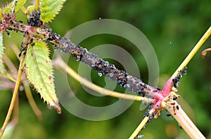 Black aphids sucking sap from plant, cultivated by ants