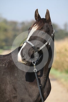 Black appaloosa mare with western halter