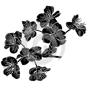 Black apple tree flowers silhouette