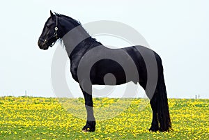 Black arab stallion