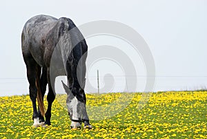 Black arab stallion