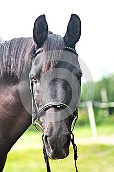 Black Arabian Horse head shot