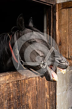 Black Arabian horse in wooden box with mouth open, eyes closed, teeth visible, closeup detail to face
