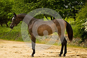 Black arabian stallion