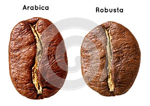 Black arabica, robusta coffee bean