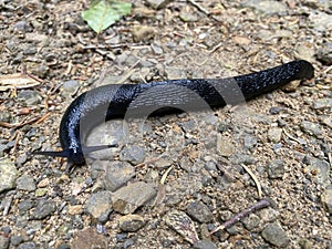 Black arion / Arion ater / European black slug or Large black slug, Grosse Schwarze Wegschnecke, Veliki crni puÅ¾, Crni arion