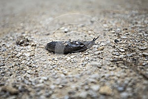 Black Arion Ater Slug on Gravel Path