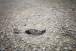 Black Arion Ater Slug on Gravel Path