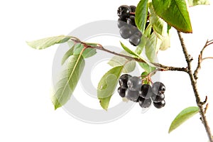 Black Aronia berries