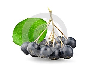 Black aronia with leaf