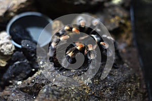 Black arthropod with white stripe named Theraphosidae family tarantula