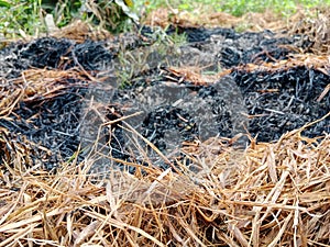 black ash from burning rice straw